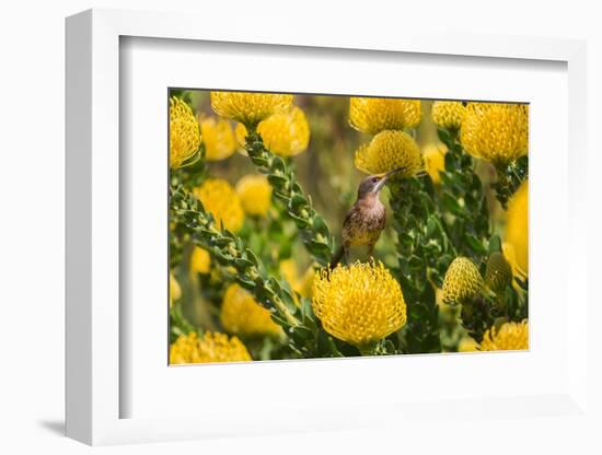 Cape sugarbird among yellow Pincushion flowers, South Africa-Ann & Steve Toon-Framed Photographic Print