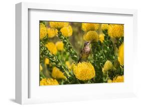 Cape sugarbird among yellow Pincushion flowers, South Africa-Ann & Steve Toon-Framed Photographic Print