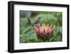 Cape sugarbird on king protea, Cape Town, South Africa-Ann & Steve Toon-Framed Photographic Print