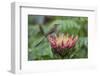 Cape sugarbird on king protea, Cape Town, South Africa-Ann & Steve Toon-Framed Photographic Print