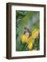 Cape Sugarbird (Promerops Cafer) Feeding on a Pincushion Protea (Leucospermum Sp)-Neil Aldridge-Framed Photographic Print