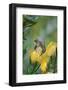 Cape Sugarbird (Promerops Cafer) Feeding on a Pincushion Protea (Leucospermum Sp)-Neil Aldridge-Framed Photographic Print