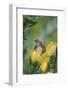 Cape Sugarbird (Promerops Cafer) Feeding on a Pincushion Protea (Leucospermum Sp)-Neil Aldridge-Framed Photographic Print