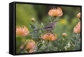 Cape Sugarbird (Promerops Cafer), Harold Porter Botanical Gardens, Western Cape-Ann & Steve Toon-Framed Stretched Canvas