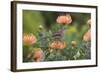 Cape Sugarbird (Promerops Cafer), Harold Porter Botanical Gardens, Western Cape-Ann & Steve Toon-Framed Photographic Print