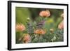 Cape Sugarbird (Promerops Cafer), Harold Porter Botanical Gardens, Western Cape-Ann & Steve Toon-Framed Photographic Print