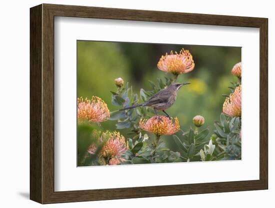 Cape Sugarbird (Promerops Cafer), Harold Porter Botanical Gardens, Western Cape-Ann & Steve Toon-Framed Photographic Print