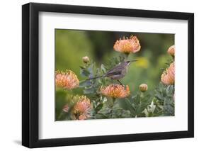 Cape Sugarbird (Promerops Cafer), Harold Porter Botanical Gardens, Western Cape-Ann & Steve Toon-Framed Photographic Print