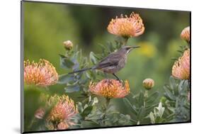 Cape Sugarbird (Promerops Cafer), Harold Porter Botanical Gardens, Western Cape-Ann & Steve Toon-Mounted Photographic Print