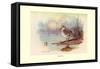 Cape Teal-Allan Brooks-Framed Stretched Canvas