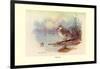 Cape Teal-Allan Brooks-Framed Art Print