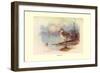 Cape Teal-Allan Brooks-Framed Art Print