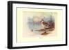 Cape Teal-Allan Brooks-Framed Art Print