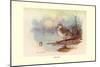 Cape Teal-Allan Brooks-Mounted Art Print