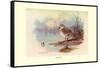 Cape Teal-Allan Brooks-Framed Stretched Canvas