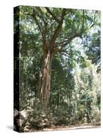 Cape Tribulation National Park, Queensland, Australia-Amanda Hall-Stretched Canvas