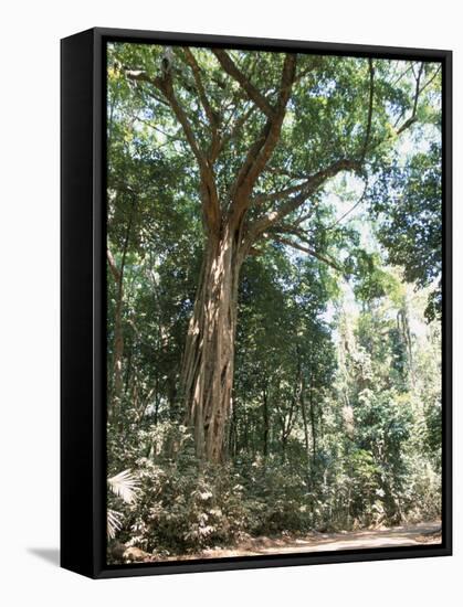 Cape Tribulation National Park, Queensland, Australia-Amanda Hall-Framed Stretched Canvas