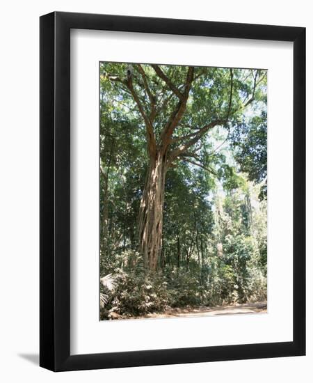 Cape Tribulation National Park, Queensland, Australia-Amanda Hall-Framed Premium Photographic Print