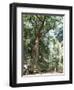 Cape Tribulation National Park, Queensland, Australia-Amanda Hall-Framed Photographic Print