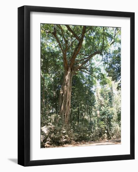 Cape Tribulation National Park, Queensland, Australia-Amanda Hall-Framed Photographic Print