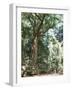 Cape Tribulation National Park, Queensland, Australia-Amanda Hall-Framed Photographic Print