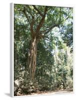 Cape Tribulation National Park, Queensland, Australia-Amanda Hall-Framed Photographic Print