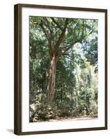 Cape Tribulation National Park, Queensland, Australia-Amanda Hall-Framed Photographic Print