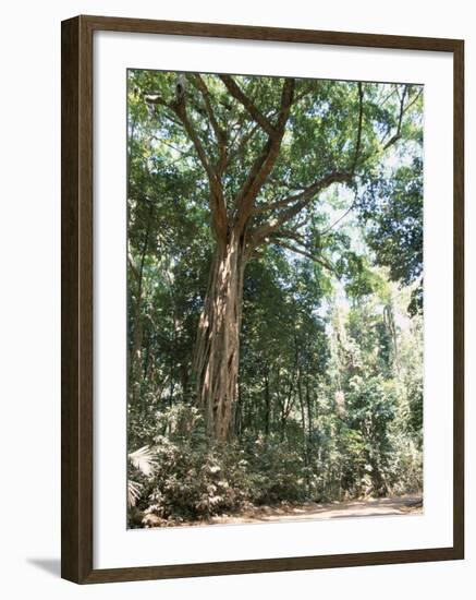 Cape Tribulation National Park, Queensland, Australia-Amanda Hall-Framed Photographic Print