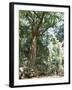 Cape Tribulation National Park, Queensland, Australia-Amanda Hall-Framed Photographic Print