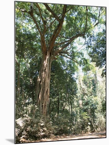 Cape Tribulation National Park, Queensland, Australia-Amanda Hall-Mounted Photographic Print