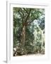 Cape Tribulation National Park, Queensland, Australia-Amanda Hall-Framed Photographic Print