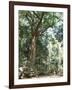 Cape Tribulation National Park, Queensland, Australia-Amanda Hall-Framed Photographic Print