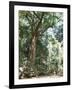 Cape Tribulation National Park, Queensland, Australia-Amanda Hall-Framed Photographic Print