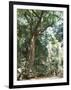 Cape Tribulation National Park, Queensland, Australia-Amanda Hall-Framed Photographic Print