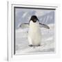 Cape Washington, Antarctica. Adelie Penguin Walks Forward-Janet Muir-Framed Photographic Print