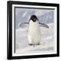 Cape Washington, Antarctica. Adelie Penguin Walks Forward-Janet Muir-Framed Photographic Print