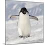 Cape Washington, Antarctica. Adelie Penguin Walks Forward-Janet Muir-Mounted Photographic Print