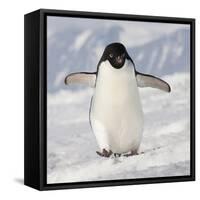 Cape Washington, Antarctica. Adelie Penguin Walks Forward-Janet Muir-Framed Stretched Canvas
