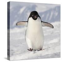 Cape Washington, Antarctica. Adelie Penguin Walks Forward-Janet Muir-Stretched Canvas