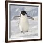 Cape Washington, Antarctica. Adelie Penguin Walks Forward-Janet Muir-Framed Photographic Print