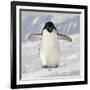 Cape Washington, Antarctica. Adelie Penguin Walks Forward-Janet Muir-Framed Photographic Print
