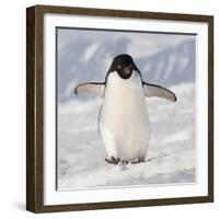 Cape Washington, Antarctica. Adelie Penguin Walks Forward-Janet Muir-Framed Photographic Print