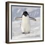 Cape Washington, Antarctica. Adelie Penguin Walks Forward-Janet Muir-Framed Photographic Print