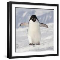 Cape Washington, Antarctica. Adelie Penguin Walks Forward-Janet Muir-Framed Photographic Print