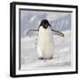 Cape Washington, Antarctica. Adelie Penguin Walks Forward-Janet Muir-Framed Photographic Print