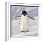 Cape Washington, Antarctica. Adelie Penguin Walks Forward-Janet Muir-Framed Photographic Print