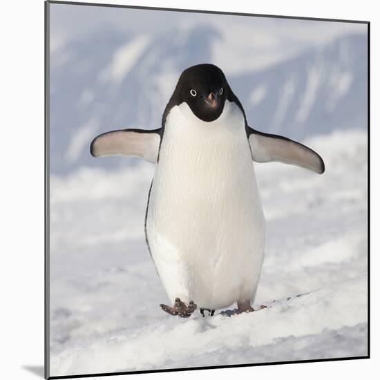 Cape Washington, Antarctica. Adelie Penguin Walks Forward-Janet Muir-Mounted Photographic Print
