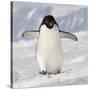 Cape Washington, Antarctica. Adelie Penguin Walks Forward-Janet Muir-Stretched Canvas