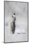 Cape Washington, Antarctica. An Emperor penguin chick stands with its head up.-Janet Muir-Mounted Photographic Print