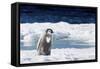 Cape Washington, Antarctica. An Emperor Penguin Chick with Heart-Janet Muir-Framed Stretched Canvas